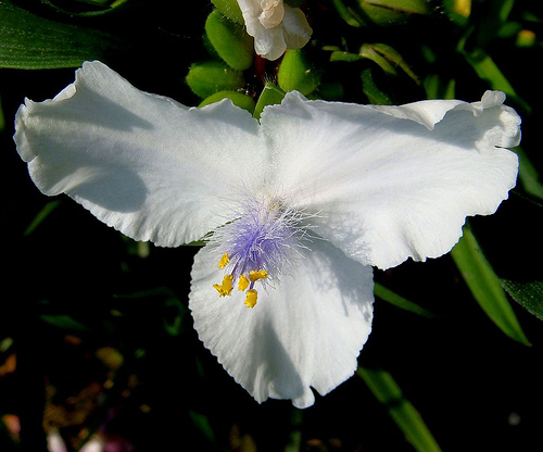 معرفی و راهنمای پرورش گیاهان زینتی - ترادسکانتیا ویرجینیانا